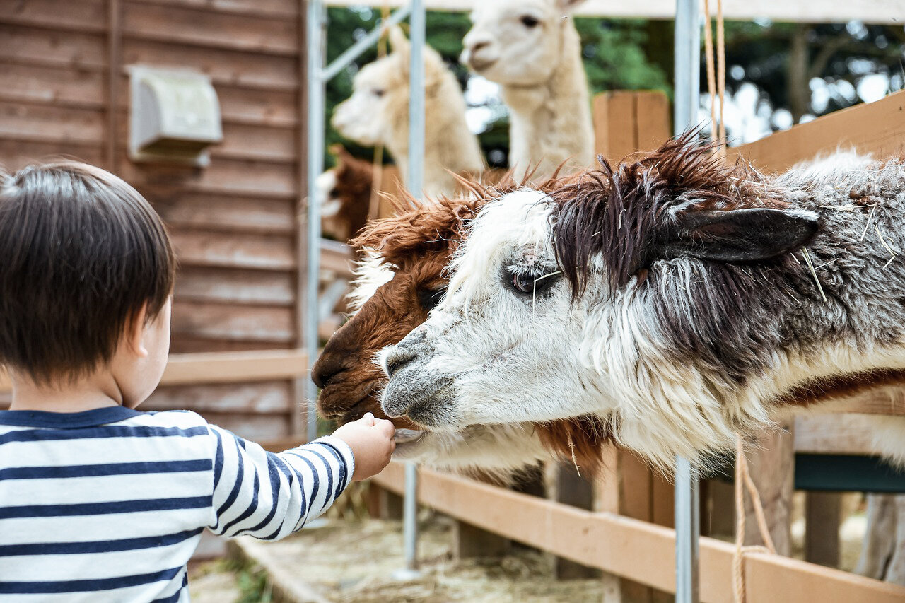 Besök Skånes djurpark med KINTO 